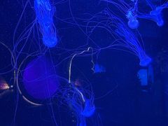 -合肥海洋世界