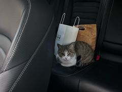 -纳吉亚猫专科动物医院(康都外科中心)