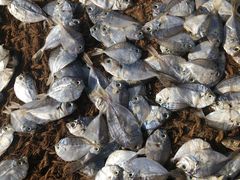 -尼甘布海鲜市场