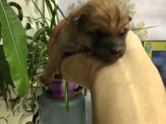 -爱侣宠医·鹦鹉专科·小型哺乳类·异宠专科(灵石路店)