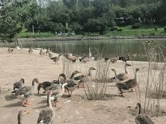 -哈尔滨北方森林动物园