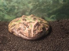 -上海大自然野生昆虫馆