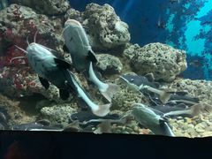 -苏州海洋馆