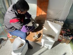 -阳澄湖大闸蟹·琼灵阁牌品牌连锁(吴中总店)