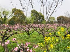 -南汇桃花村