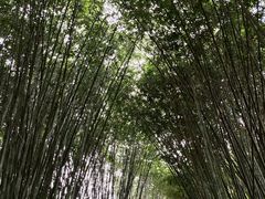 -望江楼公园