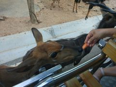 -清迈夜间动物园