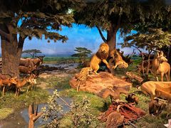 -国家自然博物馆