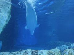 -珠海长隆海洋王国
