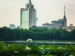 -莲花池公园