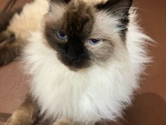 -MOCHA明星猫咖(田子坊店)
