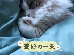 -糯米喵星人总部直营旗舰店·猫舍·幼猫出售