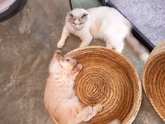 -瞄一喵猫咖(格力海岸店)