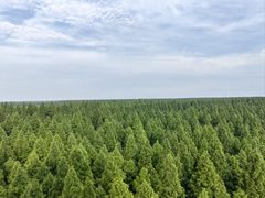 -黄海国家森林公园