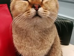 -遇见羊驼·奶狗咖·布偶猫咖·法斗柯基柴犬阿拉斯加(春熙路太古里IFS店)
