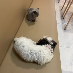 -Moni星球萌宠·小马宝莉·灵蛇·高端高阶全萌宠互动体验俱乐部(红豆国际广场店)