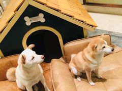 宠物-上海崇明金茂凯悦酒店