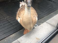 -春记潮汕牛肉火锅