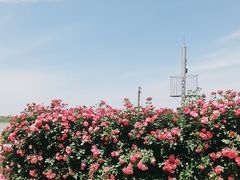 -上海滨江森林公园