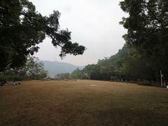 -银湖山郊野公园-相思林