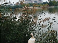 -莲花池公园
