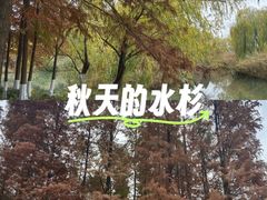 -青枫公园