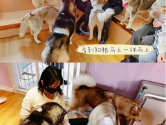 -Husky Go! 哈士奇体验馆·宠物咖啡厅狗咖