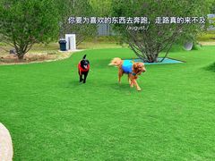 -爪吧宠物乐园·宠物泳池(温榆河示范区店)