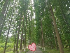 -黄海国家森林公园