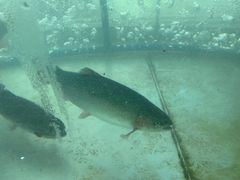 -东江湖游水三文鱼美食城
