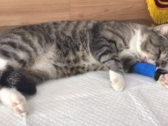 -爱侣宠医·鹦鹉专科·小型哺乳类·异宠专科(灵石路店)