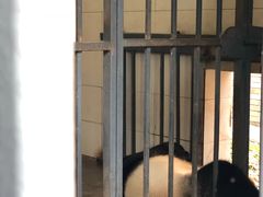 -都江堰中华大熊猫苑