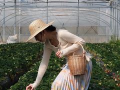 -喜杨洋草莓采摘园