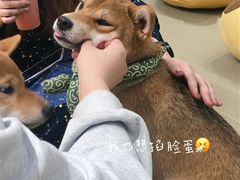 -逗柴咖啡屋·狗咖猫咖宠物桌游