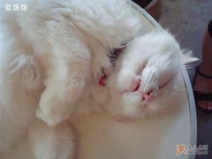 -Babycat私家御饼屋(龙头路一店)