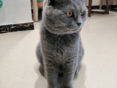-藏猫猫咖啡主题馆(中央大道店)
