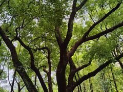 -徐家汇源景区-衡山公园