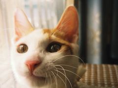 -宠颐生汉谟拉比宠物医院