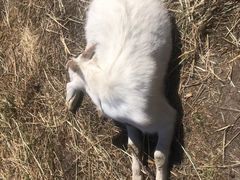 -新疆那拉提国家旅游度假区