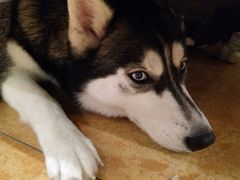 -more than meow吴止猫主题餐厅(承德 中船汇店)