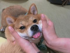 -逗柴咖啡屋·狗咖猫咖宠物桌游