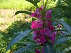 -草根堂农场