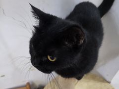 -李小姐の猫咖啡馆(五角场店)
