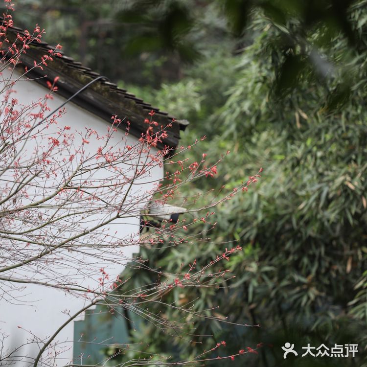 人间绝境‼️清冷至极‼️告诉你一个看樱花沒人的地方🌸