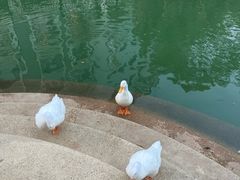 -赤坎·广东华侨国际旅游度假区