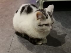 猫-AOE 火焰 剧本密室狼人杀