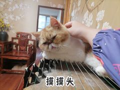 -Sweet cat·星愿猫咖(国贸大厦店)