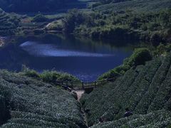 -听风阁农家私房菜茶楼(龙坞店)