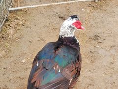 -前小桔亲子创意农场·草莓采摘·露营烧烤