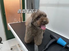 -電力宠物公司(武定路店)